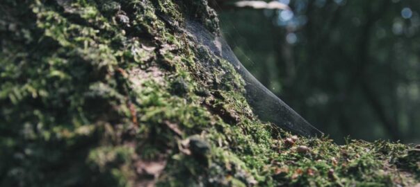 gestionnaire de tâches Python CLI