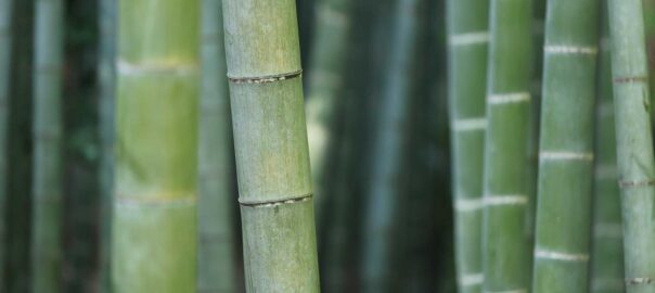 scraper web Python requests BeautifulSoup